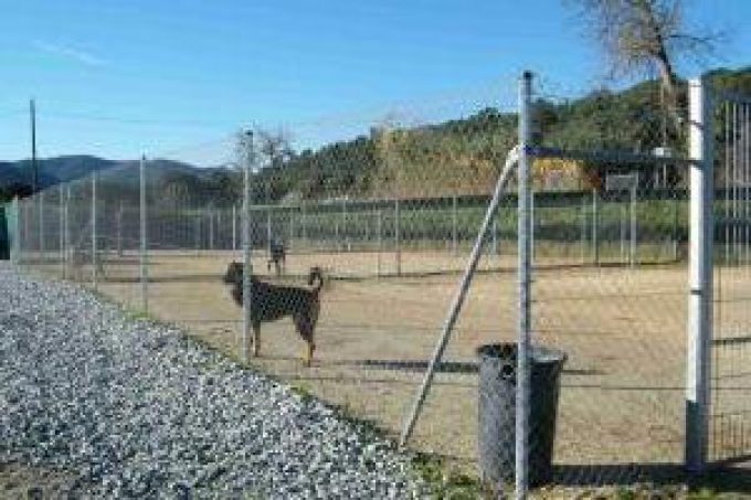 guia33-barcelona-animales-mascotas-peluqueria-canina-help-guau-adopcion-y-protectora-de-animales-26312.jpg